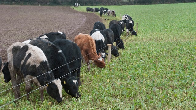 Egypt reopens to Irish live cattle exports, first shipment expected this year