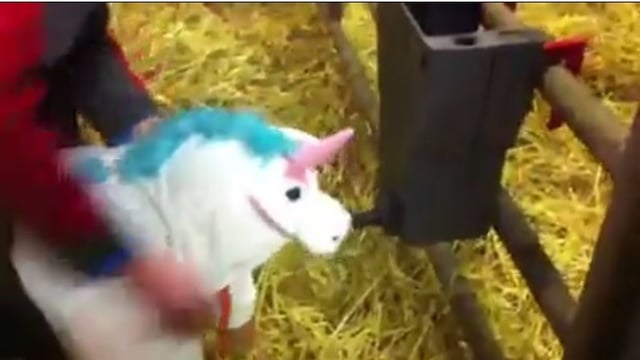 Video: This is a calving with a difference!