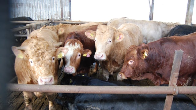 Week-on-week prime cattle kill continues to fall - Department