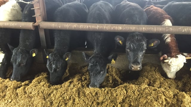 Beef trade: Cow prices take a knock as quotes ease by 20c/kg