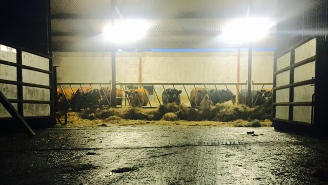 Department should rent Cherbourg lairage space - agriculture committee
