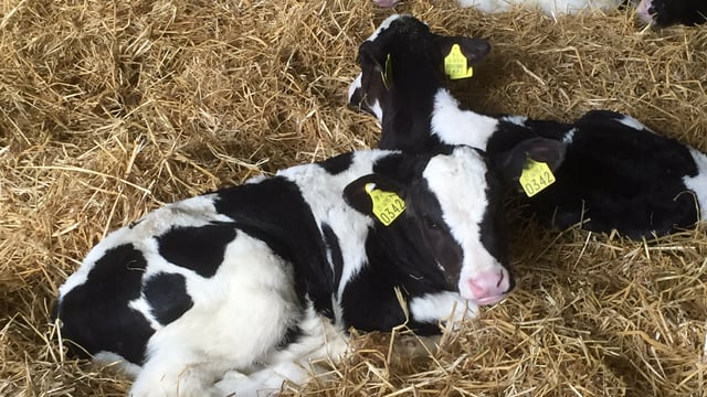 Reminder: Calf investment scheme closes tomorrow