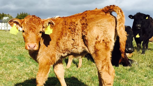 Department temporarily suspends authorisation of NI cattle tags yet again