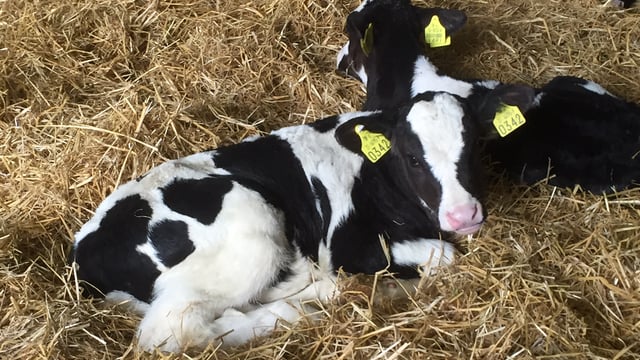 British forum sets precedent for Irish calf export reduction
