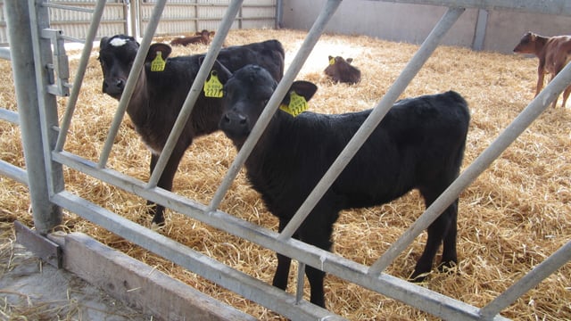 South-west counties play host to calf rearing information events
