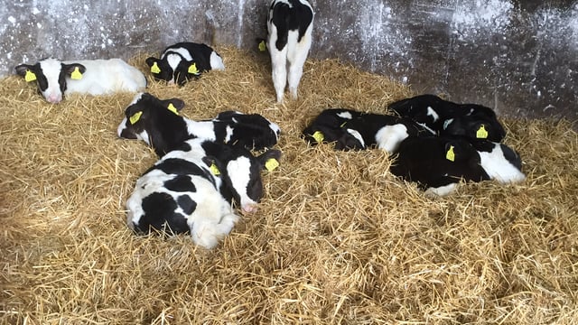 Management hint: How to identify a sick/weak calf