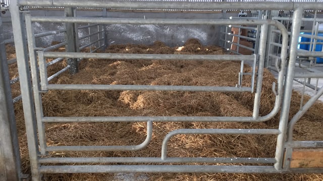 Continue to focus on hygiene this calving season