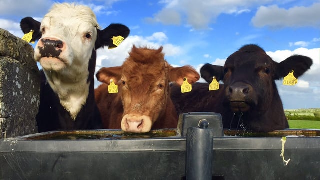 Little change in Irish heifer price on last month