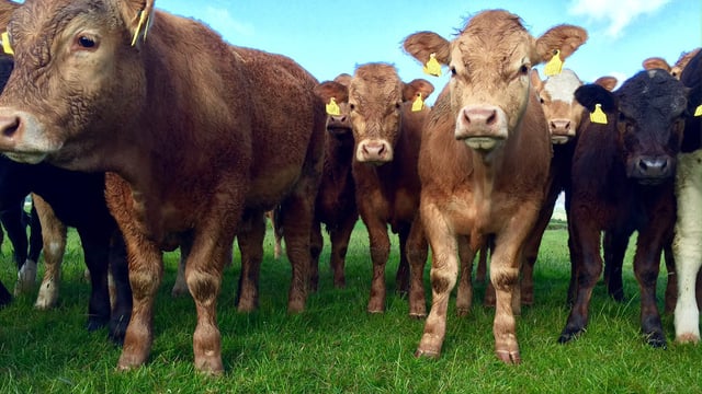 'Beef price to remain under pressure for rest of 2016'