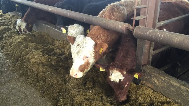 Little movement in factory beef price, but January kill 10% higher than 2015