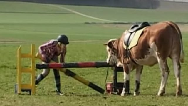 Video: Meet the cow trained to jump like a horse