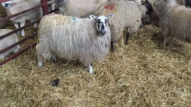 'Increasing the stocking rate of sheep will improve farm profits'