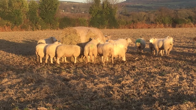 Ewes should be vaccinated four-to-six weeks before lambing - Department vet