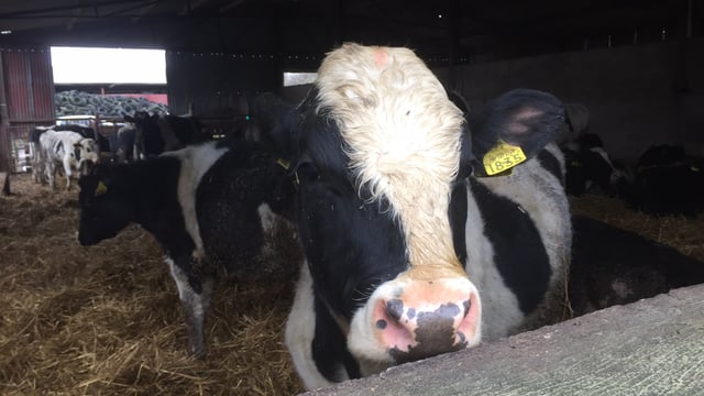 Four steps to getting calf nutrition right in dairy calf to beef systems