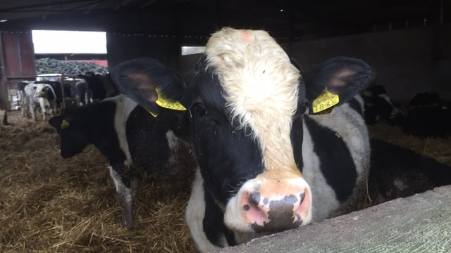 Over 1,000 Irish bulls take to the seas for Libya