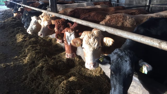 Pics: Take a look at the €100,000 calving facilities at Teagasc Grange