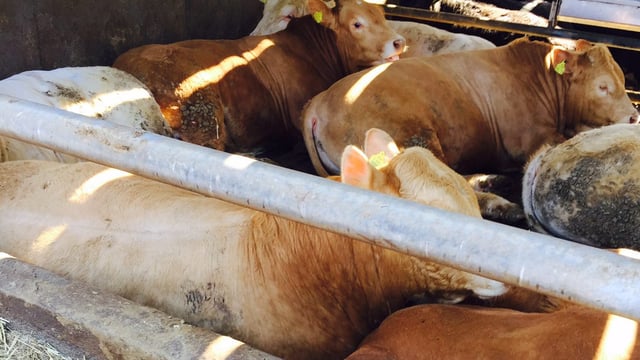 Up to 16c/kg difference in the beef price quoted and paid in Northern Ireland