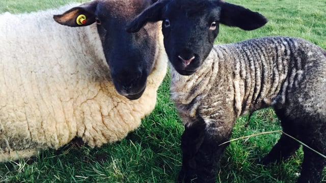 12 lambs in 2 years: Athenry ewe 'defies the odds'