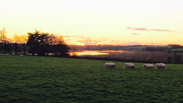 The future of EU farming lies in innovation - MEPs
