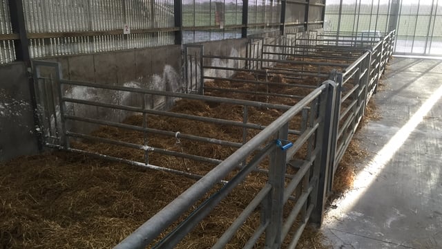 How can pre-calving management and assistance effect dairy calf mortality?