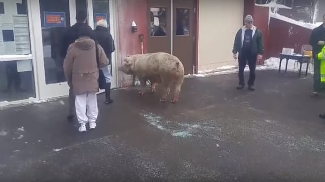 Pig shows up at US polling station - not the first time an animal has turned up unexpectedly!