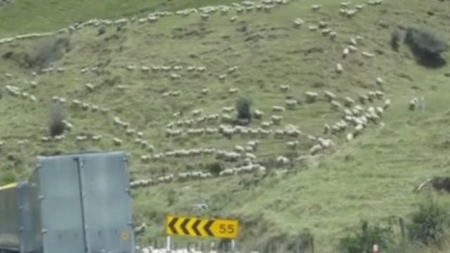 Video: Hundreds of sheep 'lamp-pede' down mountainside