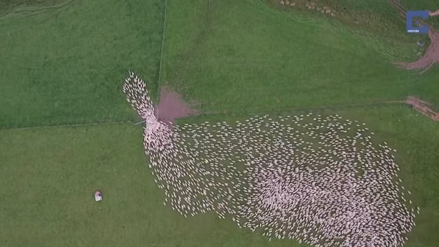 Video: Great footage of sheep herding in New Zealand