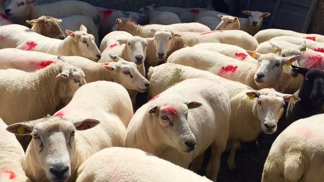 Sheep advice: Disease control prior to breeding