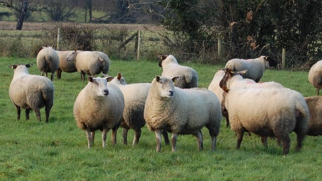 Thinking of synchronising your ewes for the breeding season?