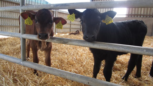 Changes in cattle movement regulations 'unnecessary'