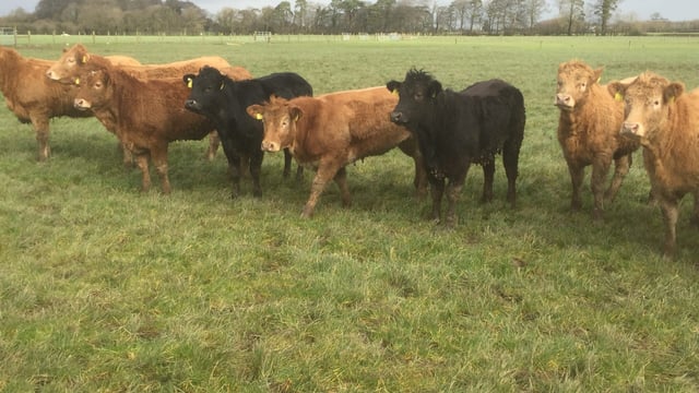 Prime cattle throughput falls for the third consecutive week