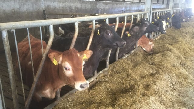 Ireland falls to eighth on EU heifer price league table