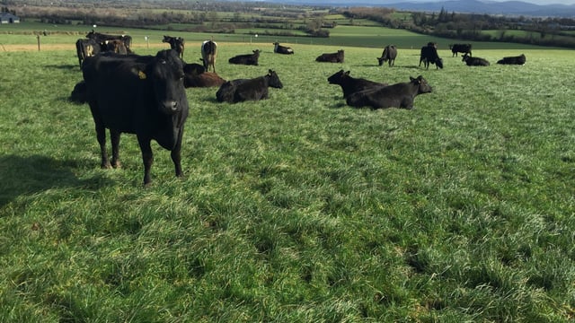 Teagasc farm walks show farmers that spring grass is the best and cheapest feed