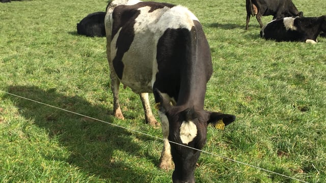 Pics: Managing early turn out with difficult grazing conditions to save €50/cow