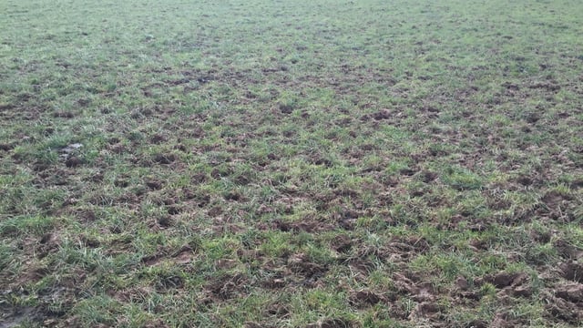 Grass growth: Might be time to call a halt to the grazing season