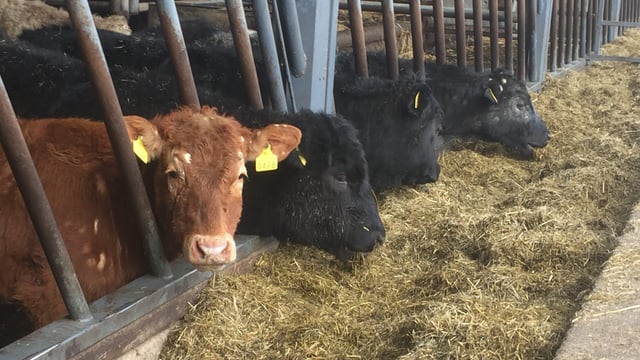 'Many more boats required to deal with increase in cattle numbers in 2017'