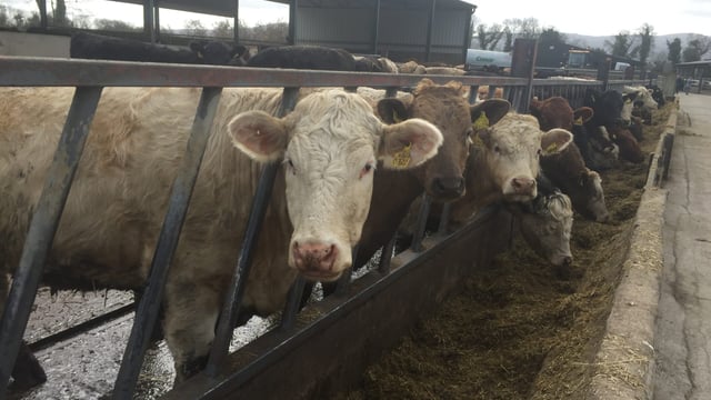 Managing herd health key when making the switch to organic beef