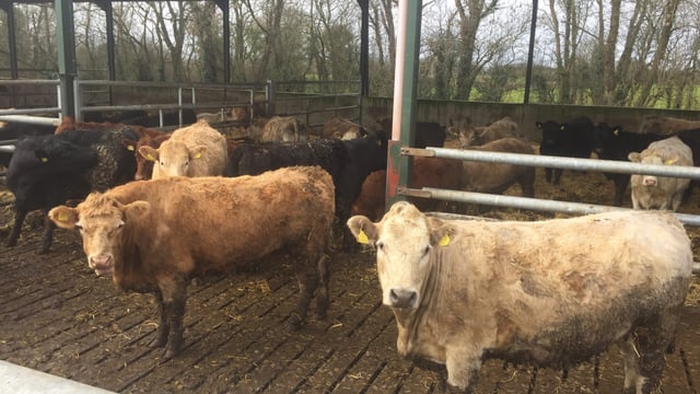 Beef price ball remains firmly in factories court