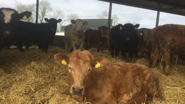 10 steps to make before switching to organic beef production