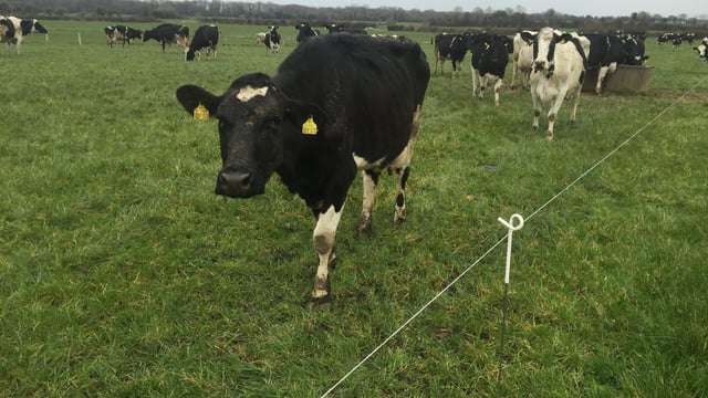 Dairy farmers should focus on breeding now, not in three weeks - Teagasc