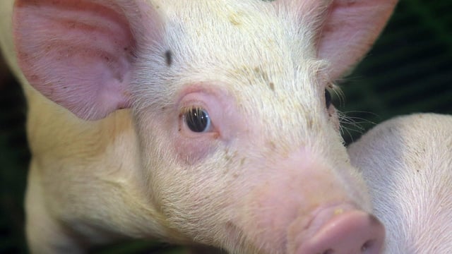 Light at the end of the tunnel for the Irish pig trade