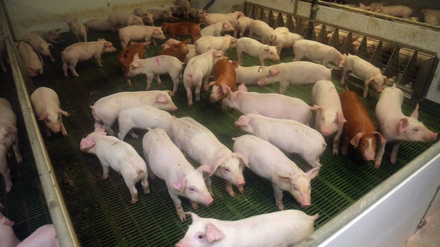 Irish pig prices remain stagnant at below €2/kg mark