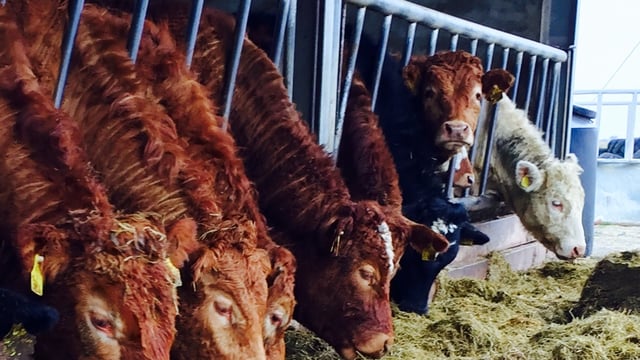 Factories label ICOS marts comments on beef specs as 'disingenuous'