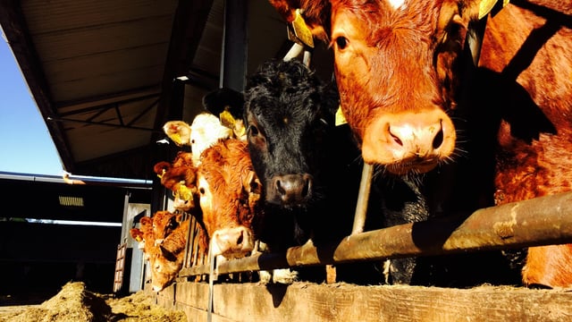 North/south beef price divide widens to over 25c/kg