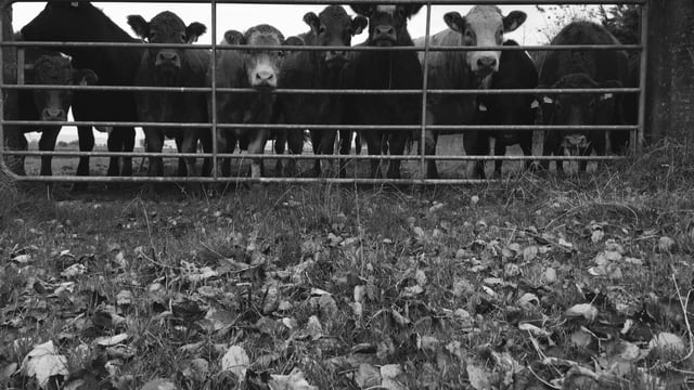 Fallen animals: 'Nothing suggests we are dealing with a calamitous increase'
