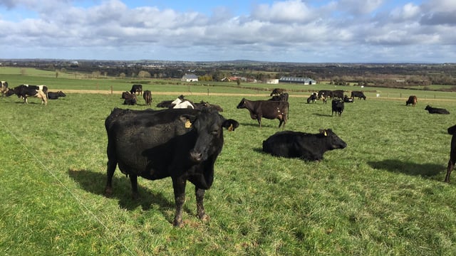 Grass grows 15kg/ha for every unit of Nitrogen applied in March - Teagasc