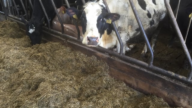 Difficult conditions could push grazing back 7-10 days - Teagasc