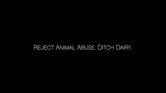 Video shows shocking cruelty on Canada's largest dairy farm