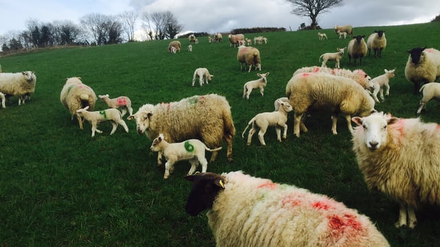 Value and volume of Irish sheepmeat exports climb in 2017