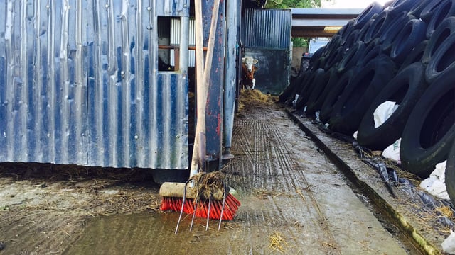 DAFM accused of leaving farmers 'under the heel of knackeries'